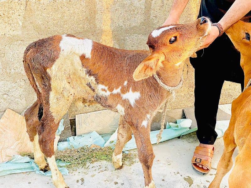 2 cow kids for sale mashallah healthy end active 03172112210 3