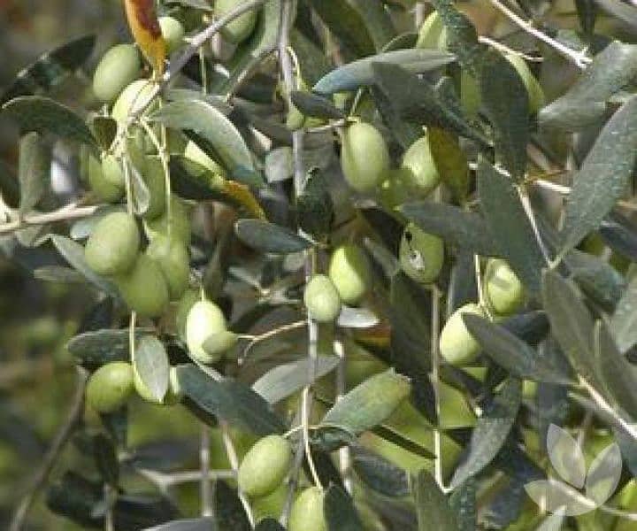 zaiton tail . olive oil natural 100% pure 03158078791 4