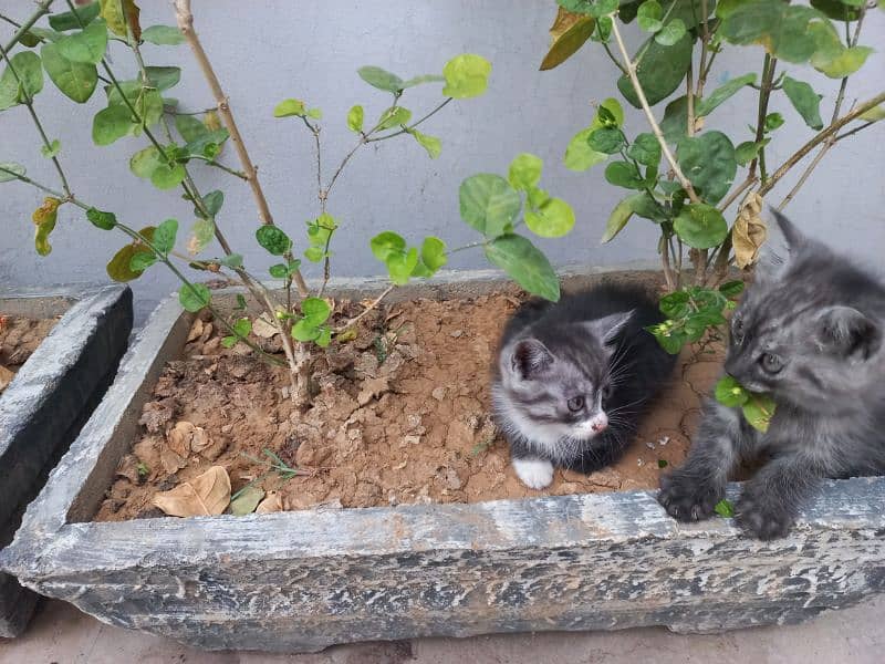 cat and 3 kittens 0