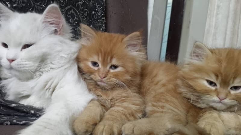 Kittens  Looking for  new home 15