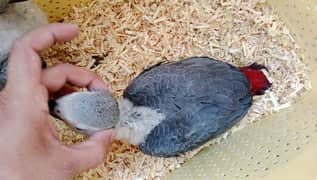Grey Parrot Chicks