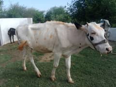 Australian Friesian Cow for Sale