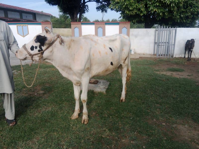 Australian Friesian Cow for Sale 3