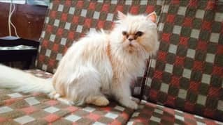 Persian Extreme Punch Female Breeder Cat