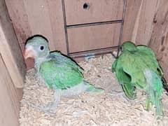 RINGNECK CHICKS AVAILABLE