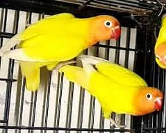 Albaino,Latino Persnata Love Birds