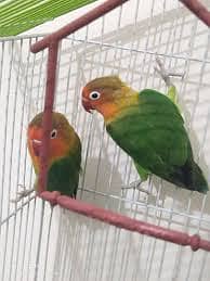 Albaino,Latino Persnata Love Birds 2