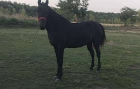 Black horse pregnant