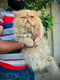 BIG Head Size Piki face Male Cat Available For StUd/Mating 03095561812