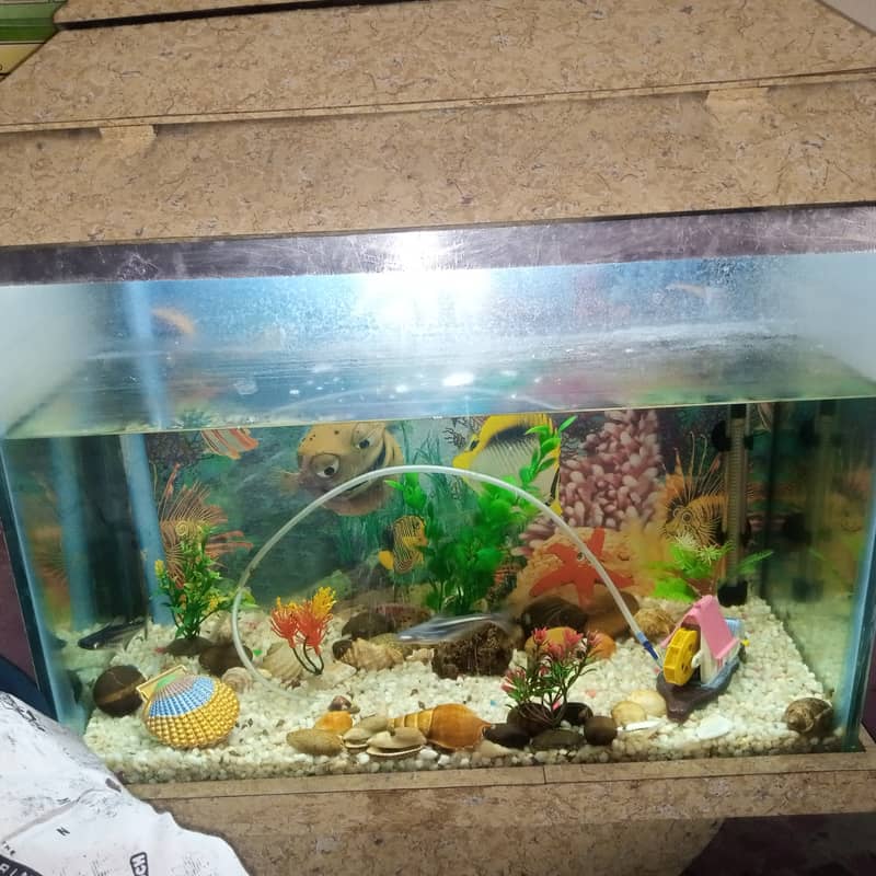 Fish Aquarium Sale with Air Pump, Plants, 2 Shark fish 03006059344 5