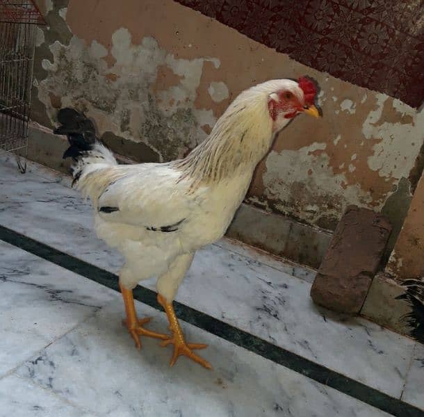 Desi cock for sale 1