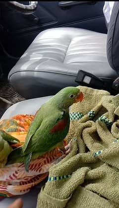 parrot for sale 0347 2630399