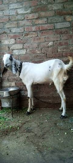 Bakra goat livestoke qurbani Kay liye for sell available