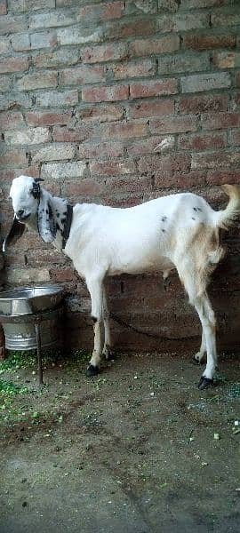 Bakra goat livestoke qurbani Kay liye for sell available 0