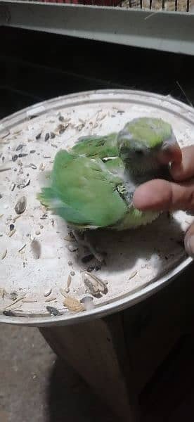 ringneck chicks for sale best for hand tame age one month 1