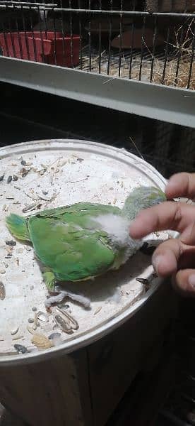 ringneck chicks for sale best for hand tame age one month 2