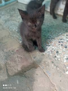 black active kitten