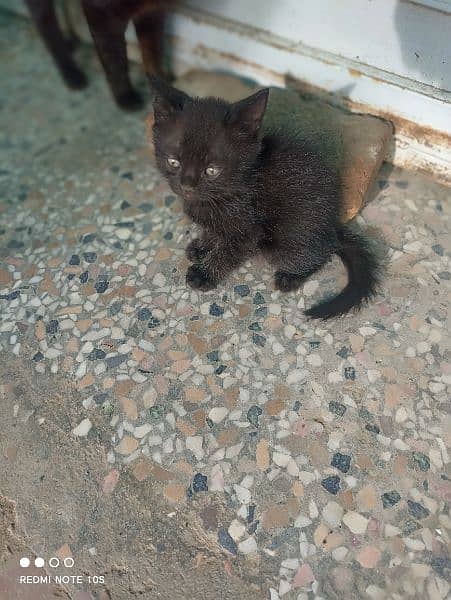 black active kitten 1