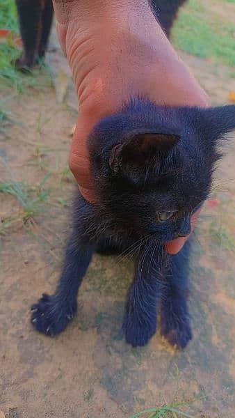 black active kitten 2