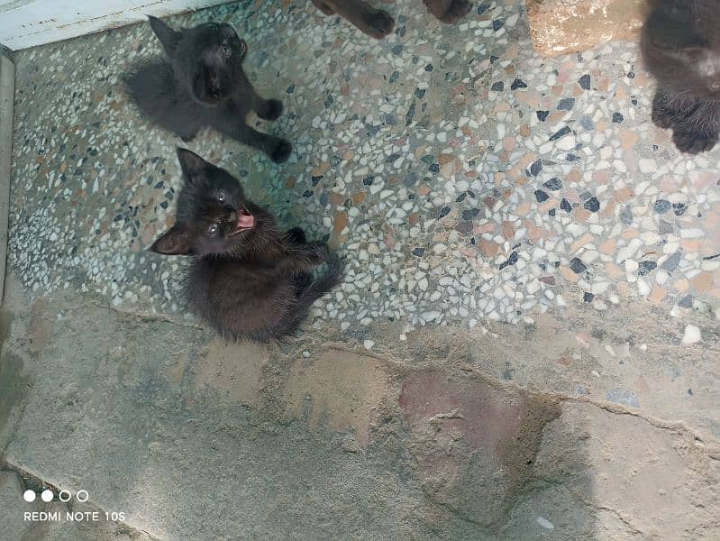 black active kitten 3