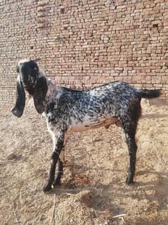 desi betal bakra for sale contact 03457913211