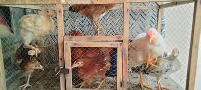 Selling hens 11 and 4 male