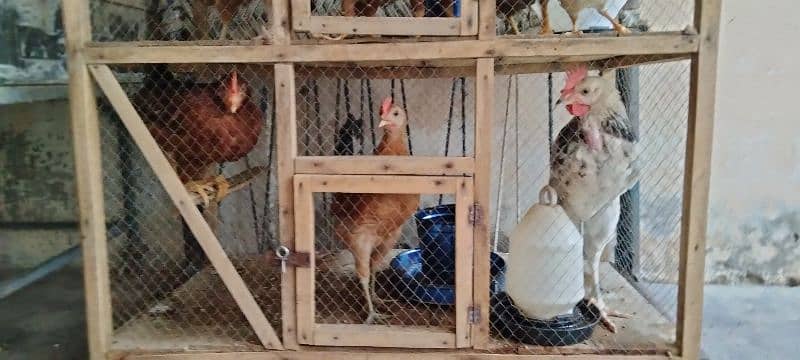 Selling hens 11 and 4 male 1
