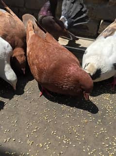 king size and fantail(Lucky) pigeons for sale