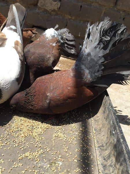 king size and fantail(Lucky) pigeons for sale 1