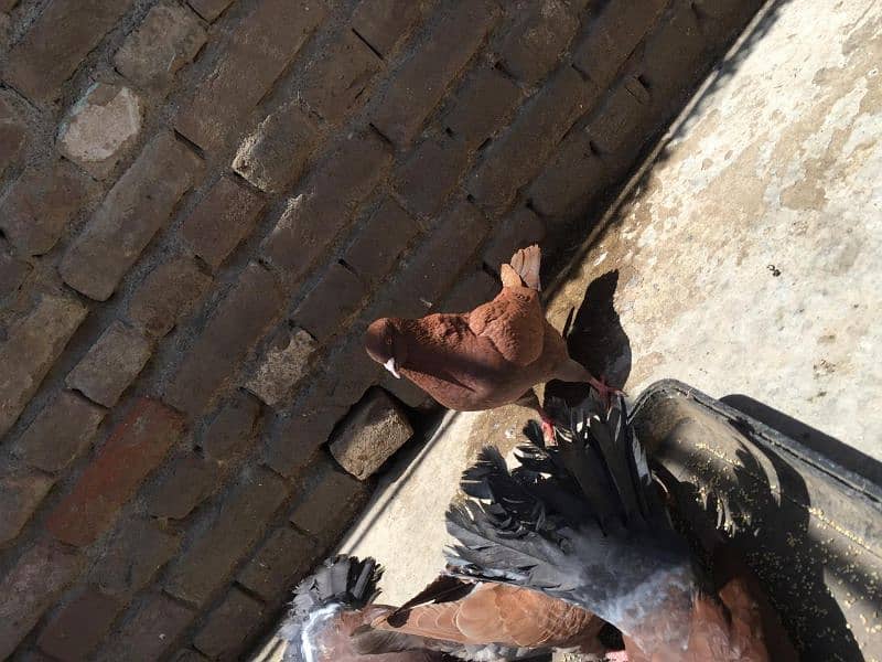 king size and fantail(Lucky) pigeons for sale 2