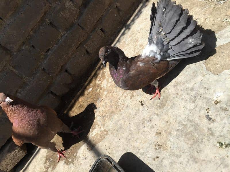 king size and fantail(Lucky) pigeons for sale 3