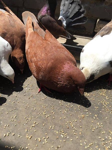 king size and fantail(Lucky) pigeons for sale 4