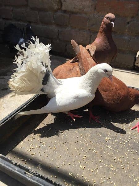 king size and fantail(Lucky) pigeons for sale 5