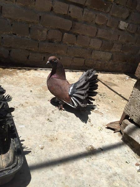 king size and fantail(Lucky) pigeons for sale 6