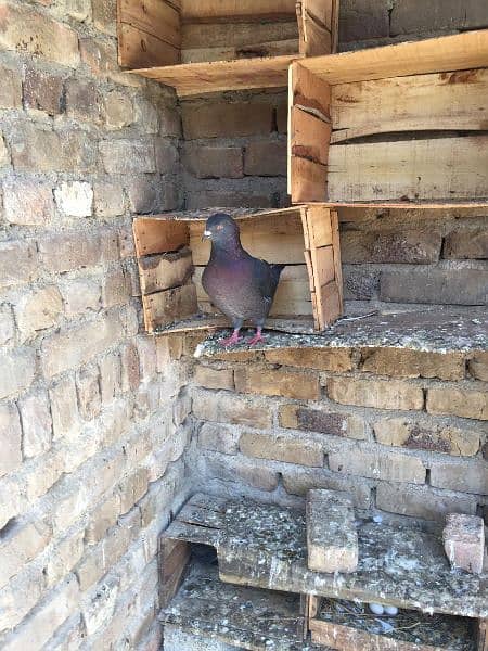 king size and fantail(Lucky) pigeons for sale 7