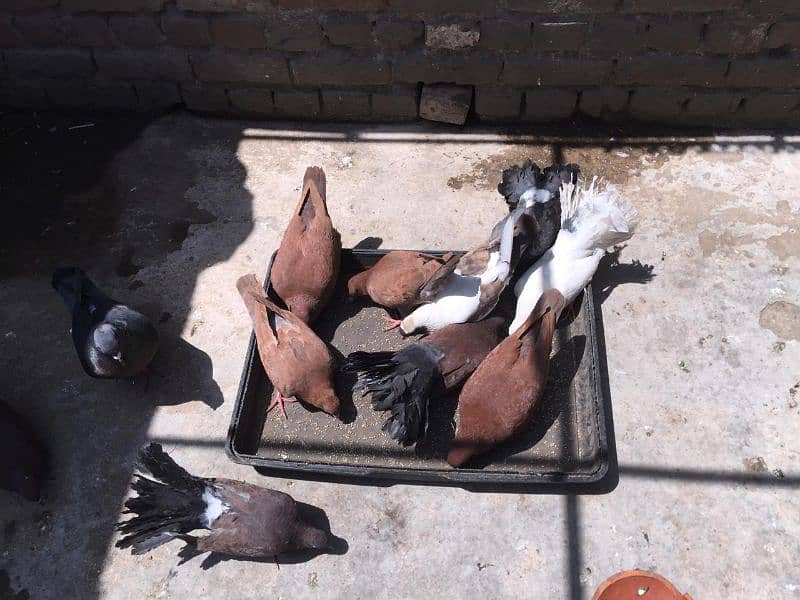 king size and fantail(Lucky) pigeons for sale 10