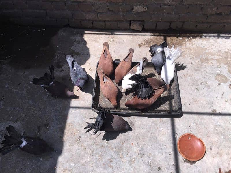 king size and fantail(Lucky) pigeons for sale 11