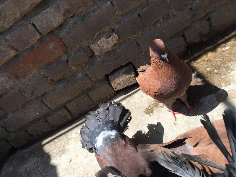 king size and fantail(Lucky) pigeons for sale 13