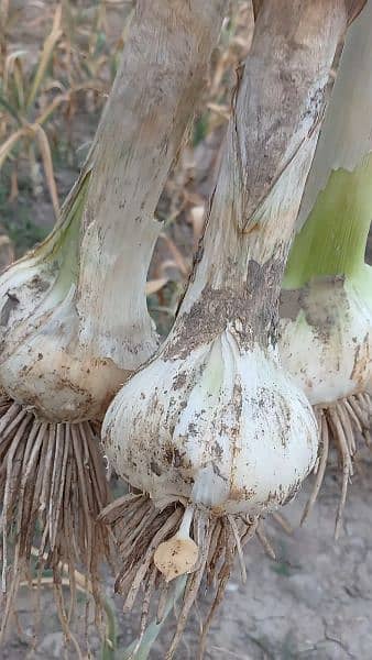 Narc G1 Garlic 5