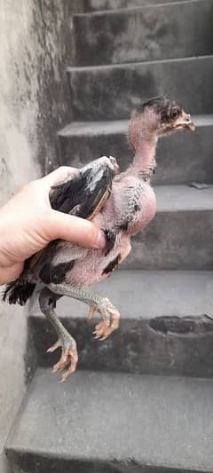 pure Thai chicks black eyes, legs ph:03033740003