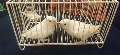 5months chicks pair