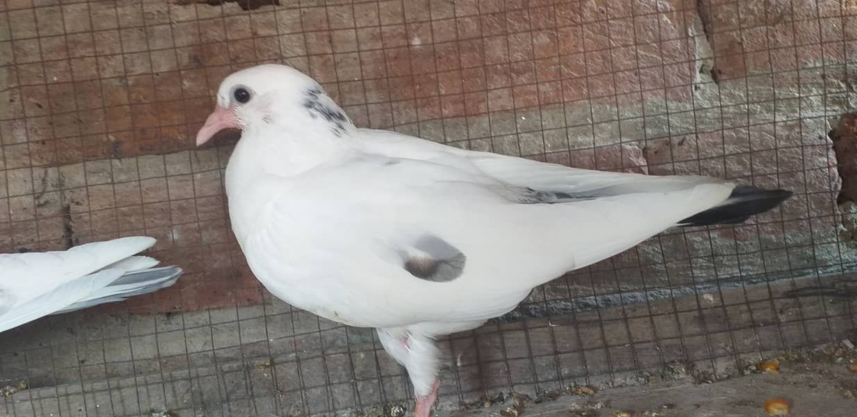 Pigeon(Kaboter) 1