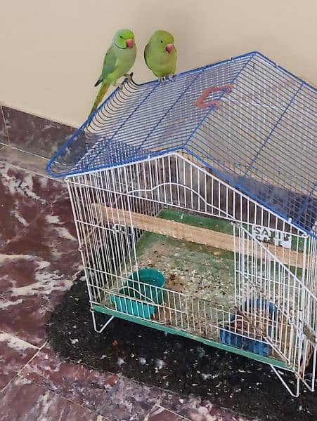 breeder pair green parrot 0