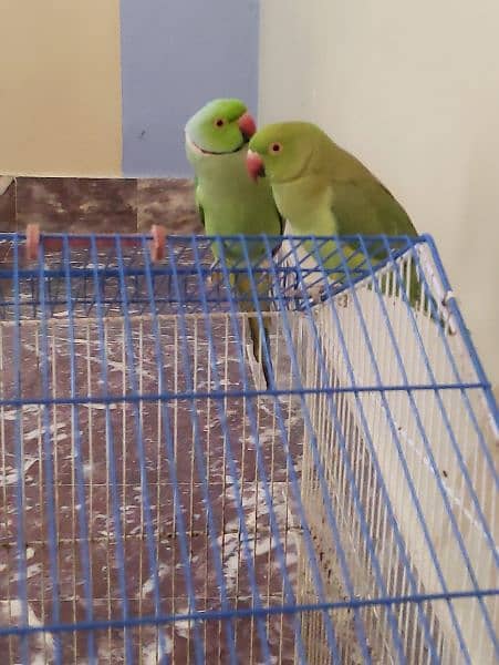 breeder pair green parrot 1