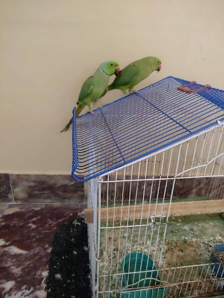 breeder pair green parrot 2