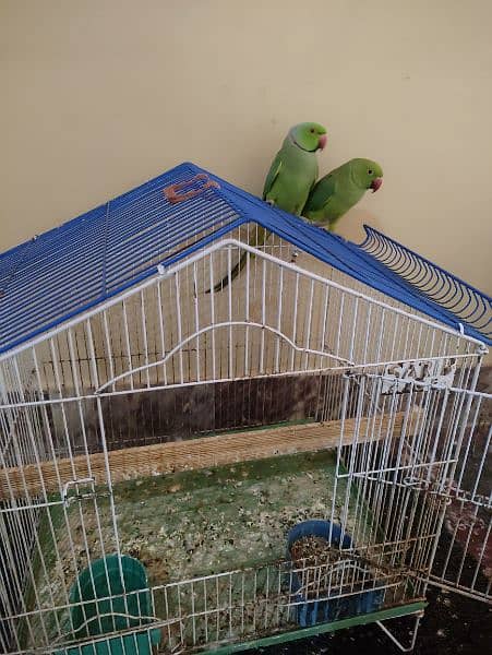 breeder pair green parrot 3