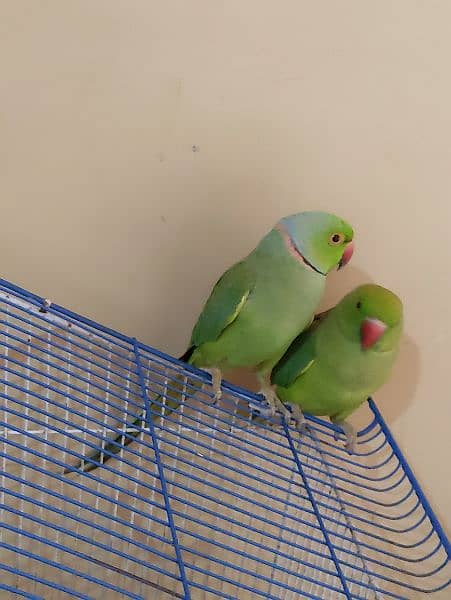 breeder pair green parrot 4