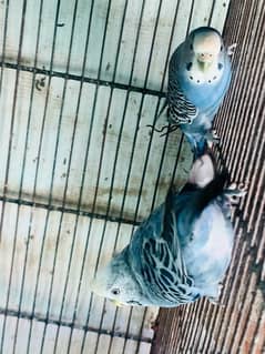 Autralian Parrots for Sale