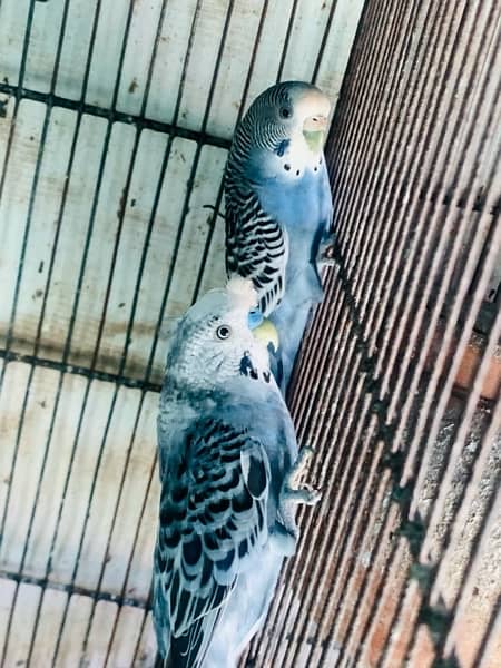 Autralian Parrots for Sale 3