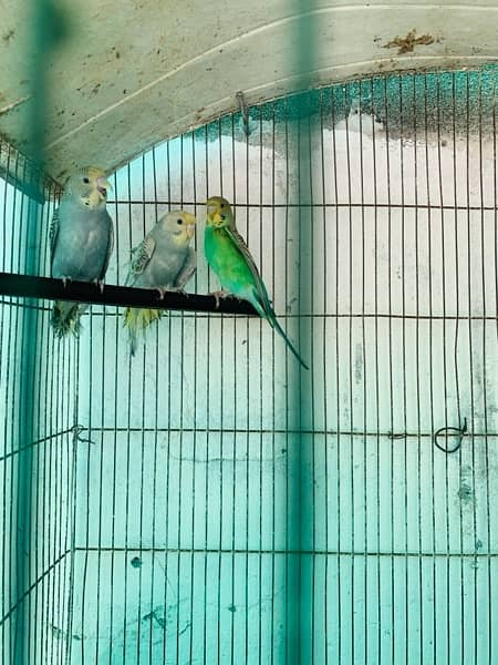 Autralian Parrots for Sale 11